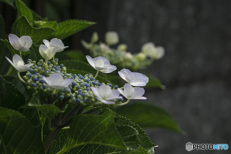 DSC06737額紫陽花-1