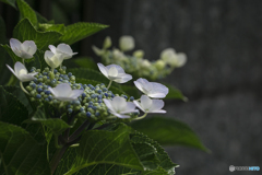 DSC06737額紫陽花-1