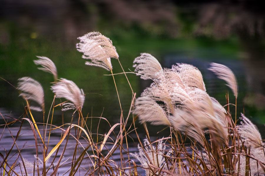 DSC04780-風に震えるススキー二番