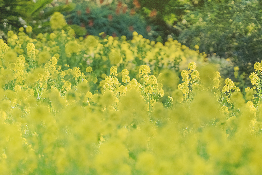 DSC06124. 満開
