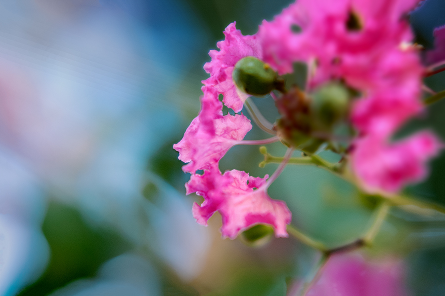 DSC02007. 一房の爽やか
