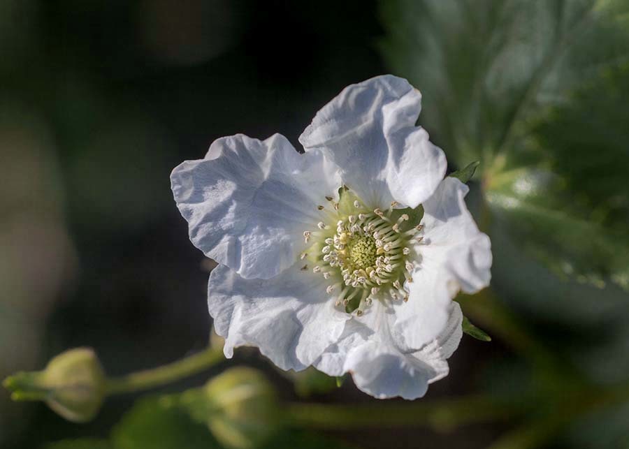 DSC07343 白い花の咲く頃