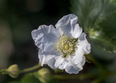 DSC07343 白い花の咲く頃