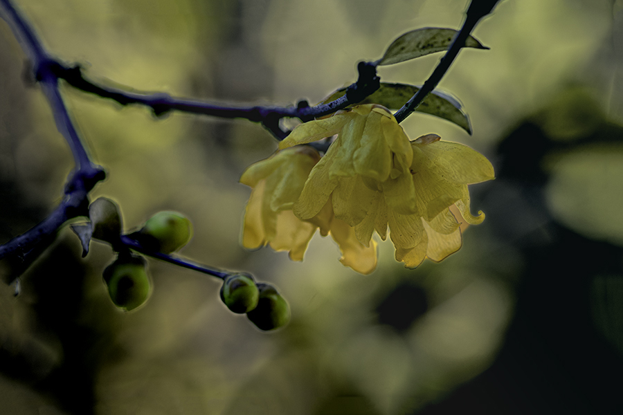DSC00009. 蝋梅