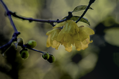 DSC00009. 蝋梅