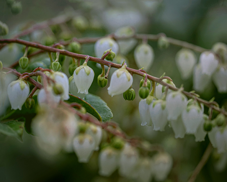 DSC03370. ブルーベリィーの花