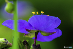 DSC04414 紫露草-7