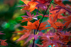 DSC04577-紅葉十三番