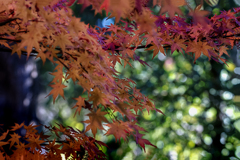 木陰の妙  DSC02784