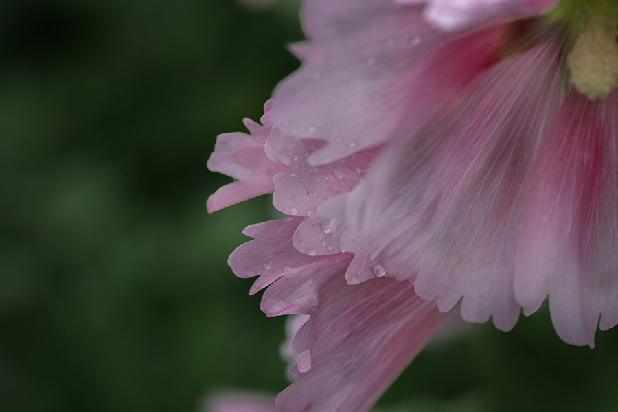 DSC03697.梅雨の候の楽しみ