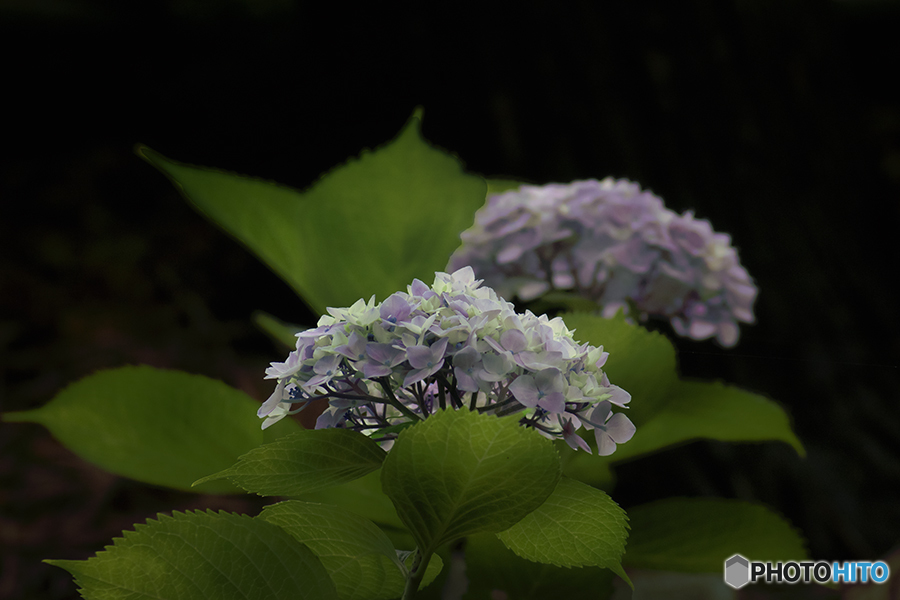 氏神様参道の紫陽花-3