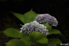 氏神様参道の紫陽花-3