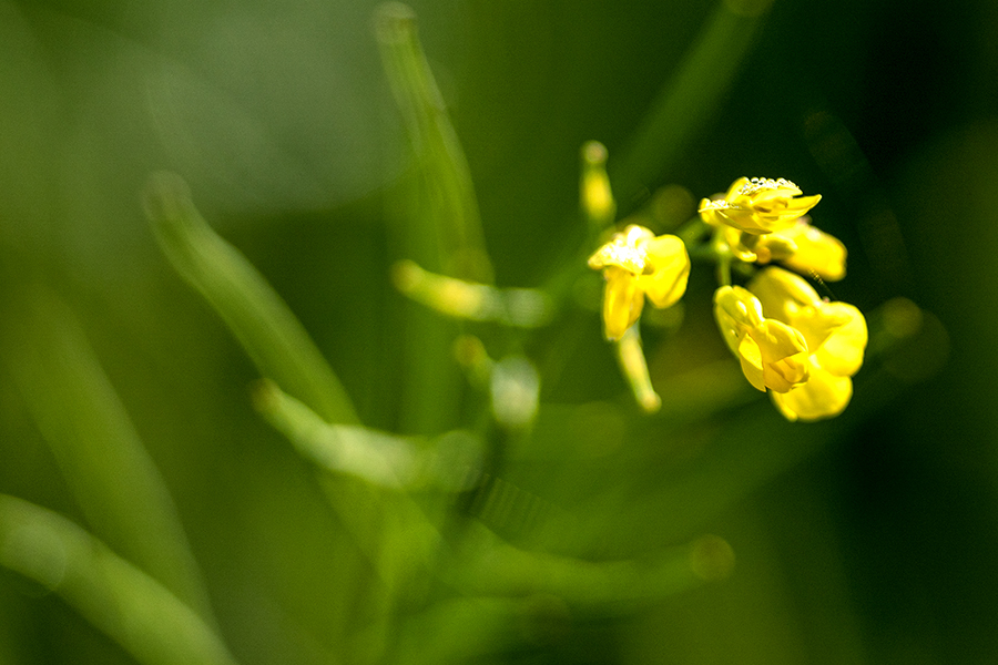 DSC06166. 野辺の野草 jpg.