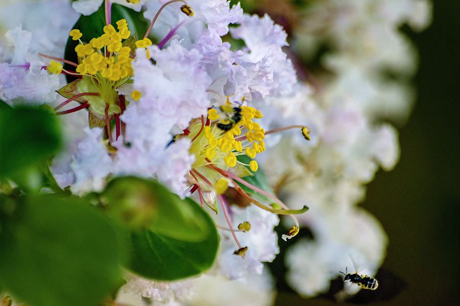 DSC03308 明日も咲きましょ五輪の夏に