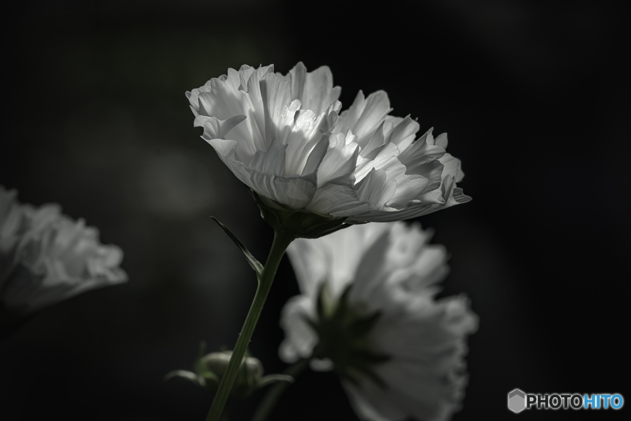 DSC00551　白いコスモス.jpg -2