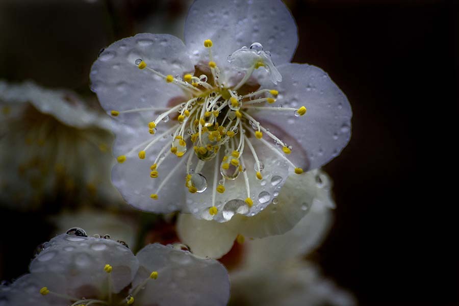 DSC07060 雨粒はみんな栄養？