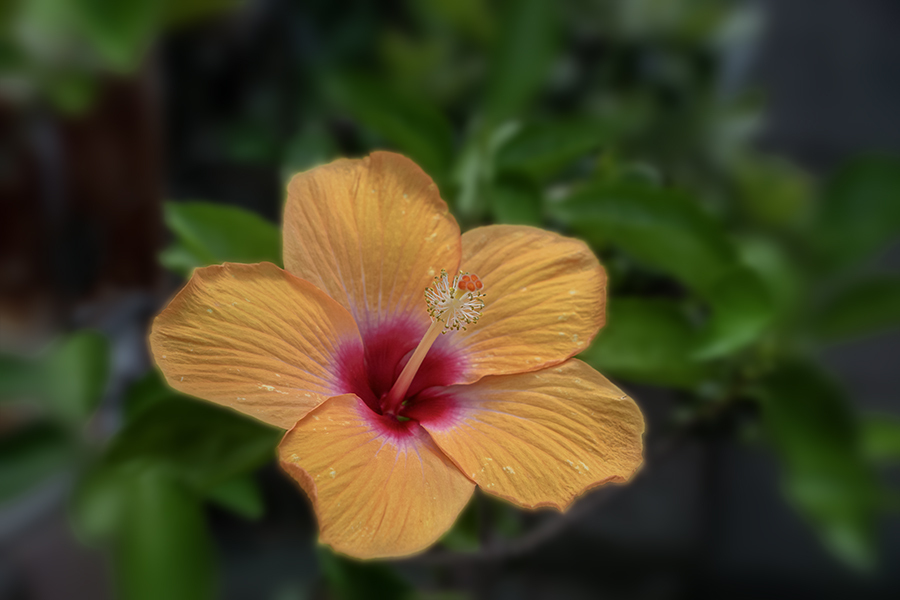 DSC07792. 夏を謳歌