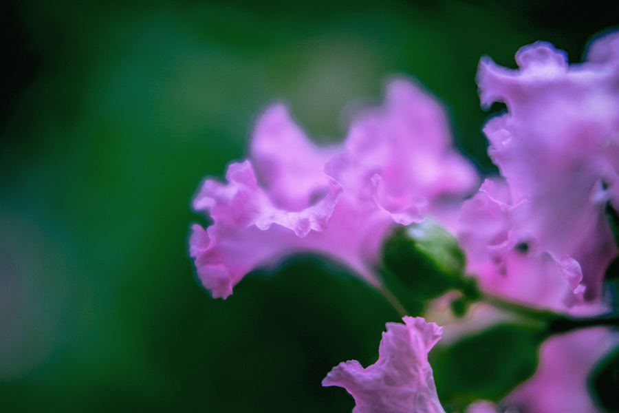 DSC01987. 粋なフリル