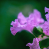 DSC01987. 粋なフリル