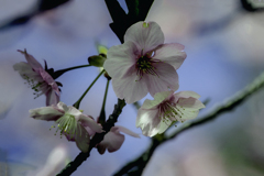 DSC03300  春よ来い