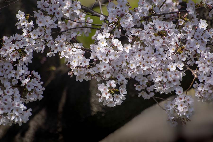 DSC08113. 惜春