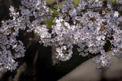 DSC08113. 惜春