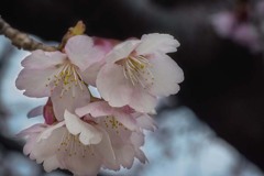 DSC01779　安行桜