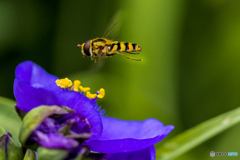 DSC04401 蜂と紫露草