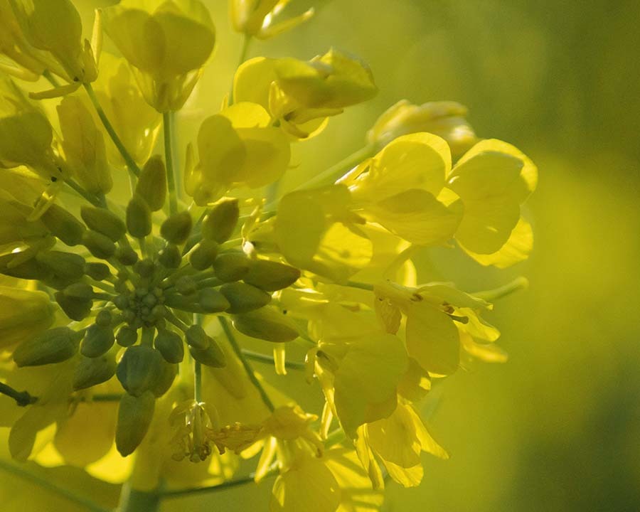 DSC00688 輝く菜の花.