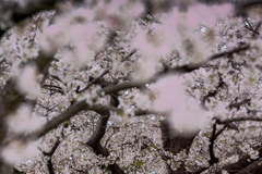 DSC05306. 粋なグラデーション.