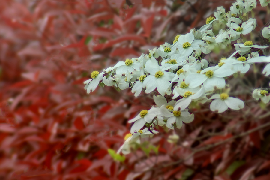 DSC00150. 四月の朝