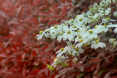 DSC00150. 四月の朝
