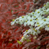 DSC00150. 四月の朝