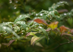 DSC08157   戻り梅雨に喝!