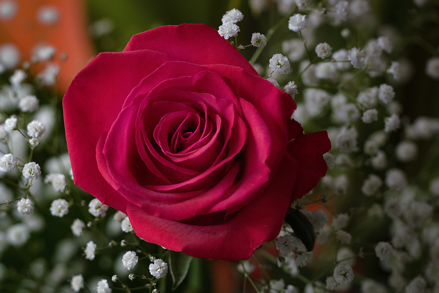 DSC08772 薔薇を召しませ