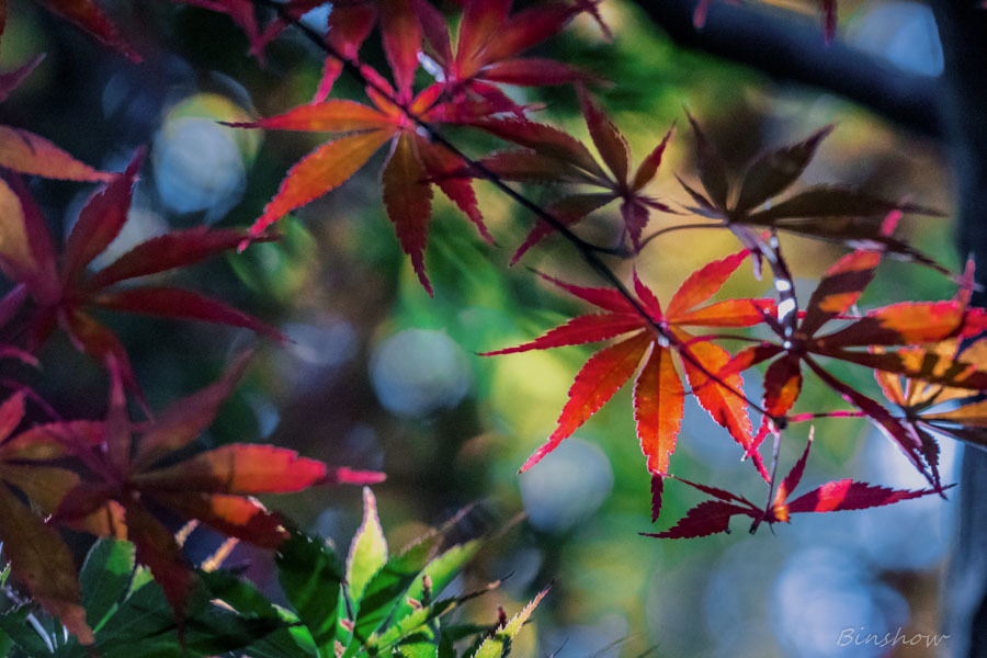 DSC04584-紅葉十四番