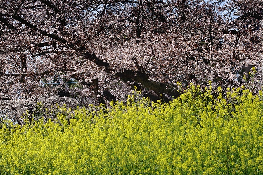 DSC02516 土手の春もよう