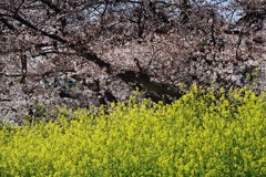 DSC02516 土手の春もよう
