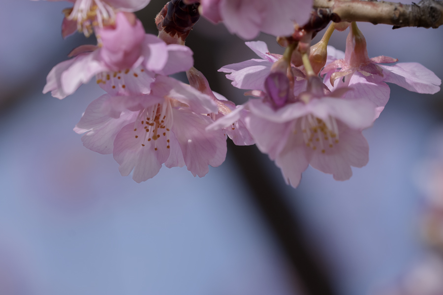 DSC03926 河津桜-4