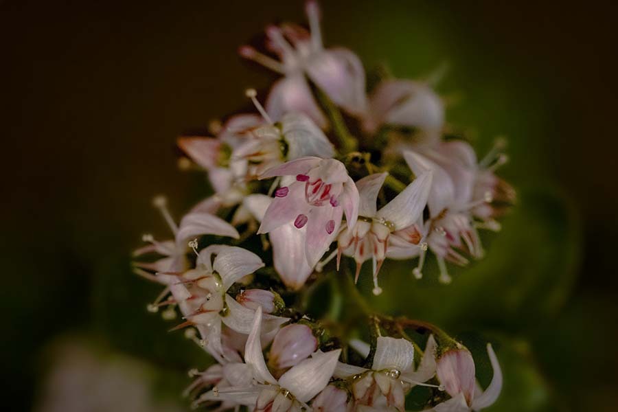 DSC01907 カネノナルキの花