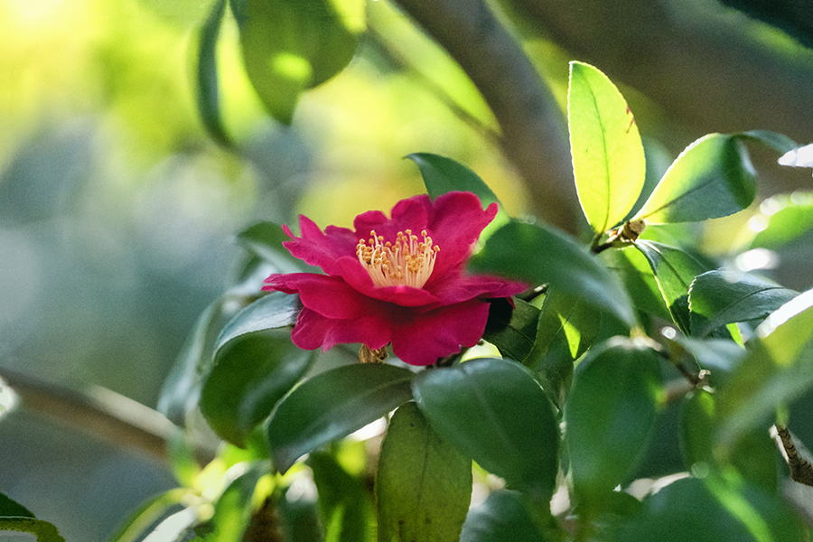 DSC07435. 公園の椿