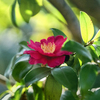 DSC07435. 公園の椿