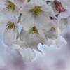 DSC01927 午後の安行桜