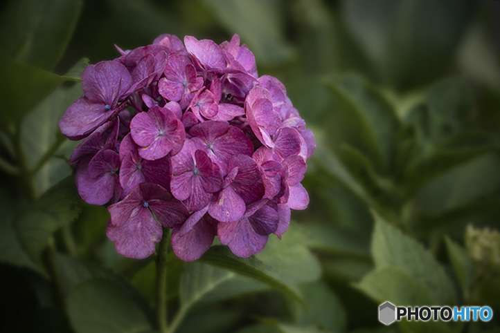 DSC07285 紫陽花二十番