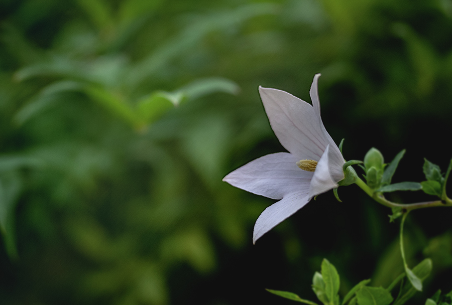 DSC08028-2 You bloomed for the first .