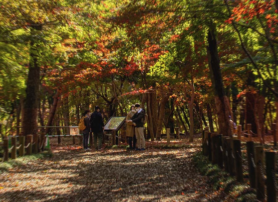 DSC05584. 木漏れ日燦燦