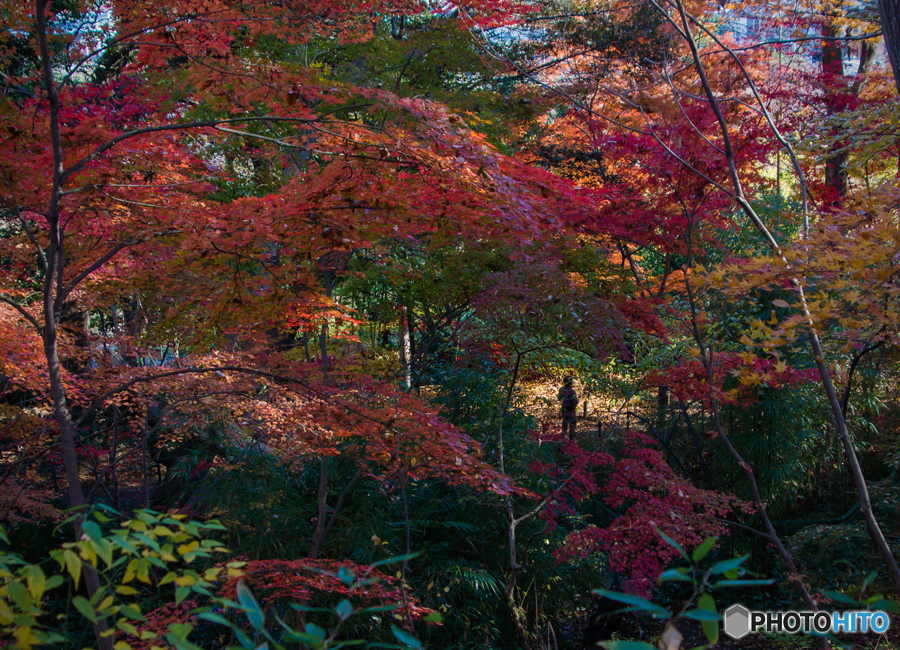 DSC01143. 紅葉の中の人jpg.