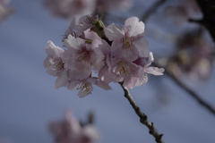 DSC03989 河津桜-1