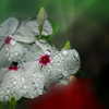 DSC01619. 五月雨の候