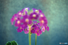 DSC05884-サクラソウ曇りガラスの外は雪